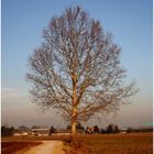 Isolated tree