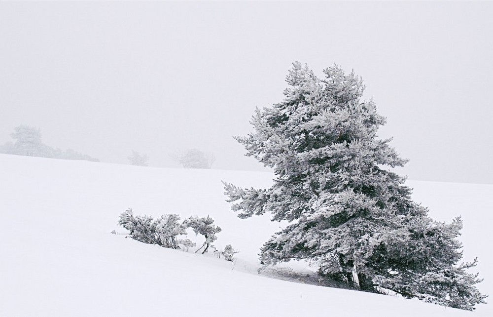 Isolé dans la tempête de neige