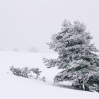 Isolé dans la tempête de neige