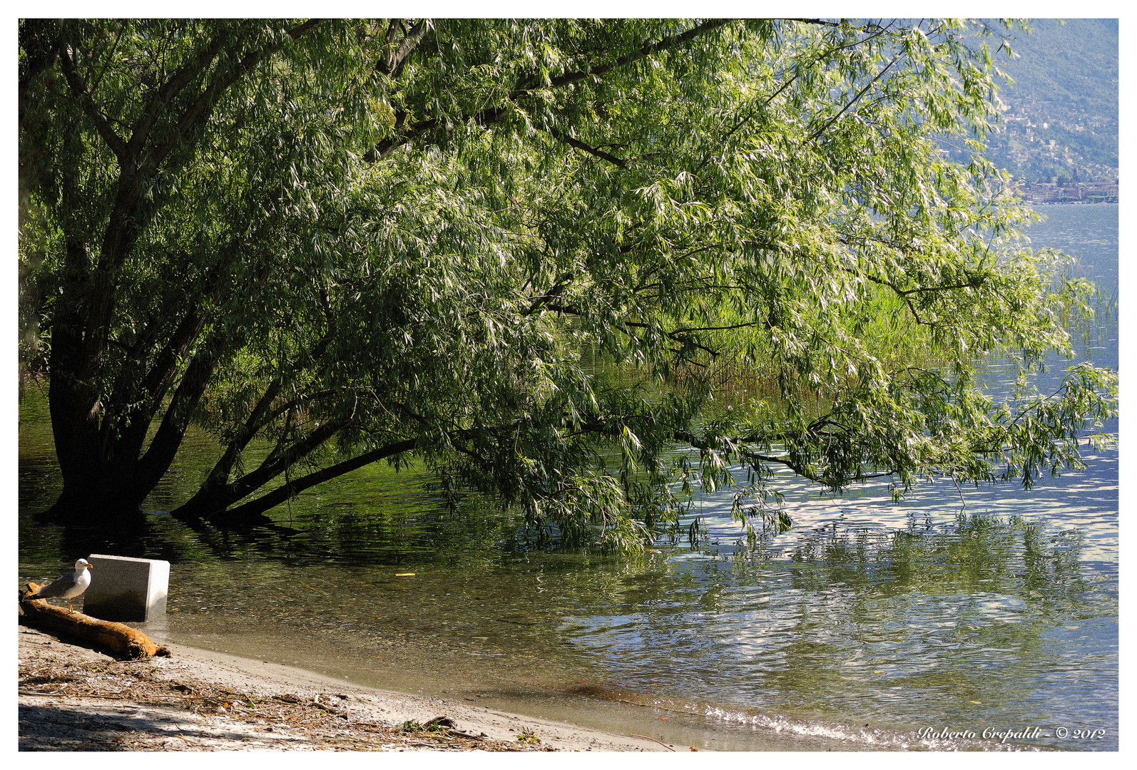 Isole di Brissago - Albero