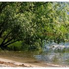 Isole di Brissago - Albero