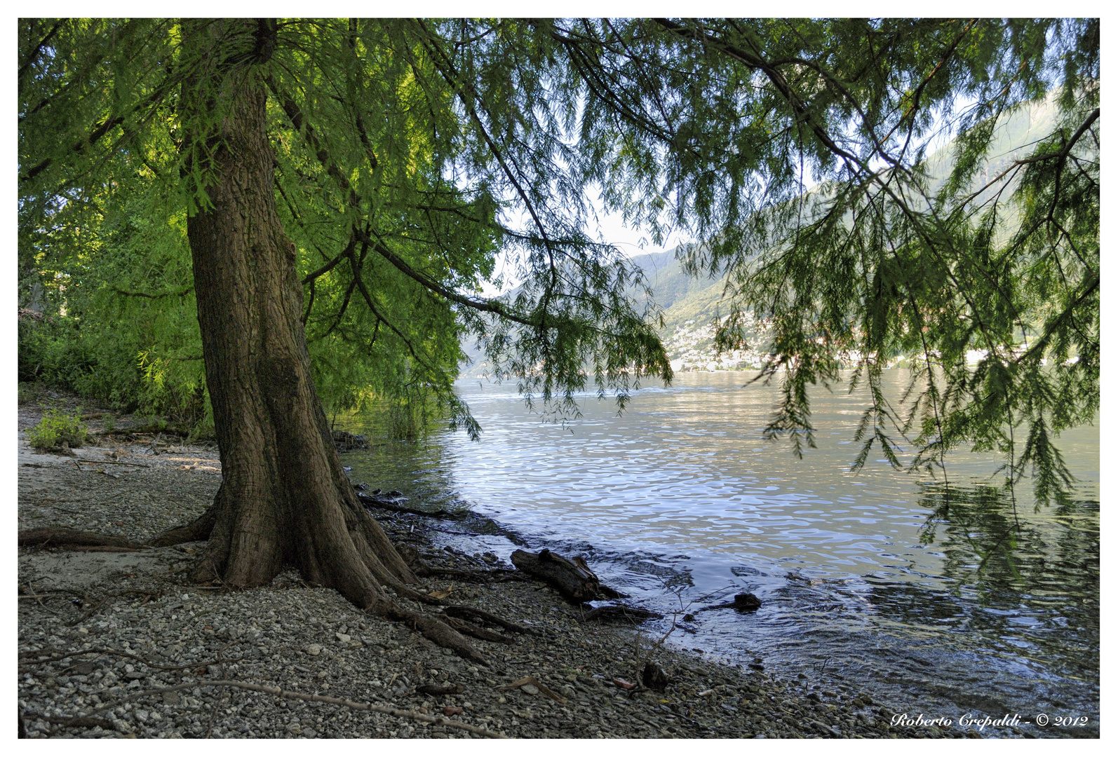 Isole di Brissago - Cipresso calvo