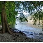 Isole di Brissago - Cipresso calvo