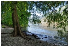 Isole di Brissago - Cipresso calvo