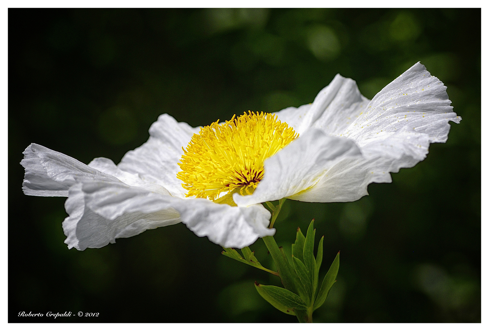 Isole di Brissago - Fiori - Cistus symphytifolius