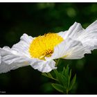 Isole di Brissago - Fiori - Cistus symphytifolius