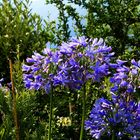 isole di brissago IV - Allium blau