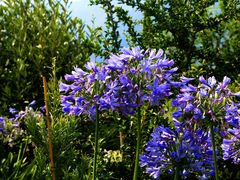 isole di brissago IV - Allium blau