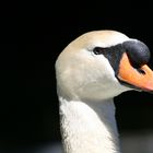 Isole di Brissago - Schwanenportrait