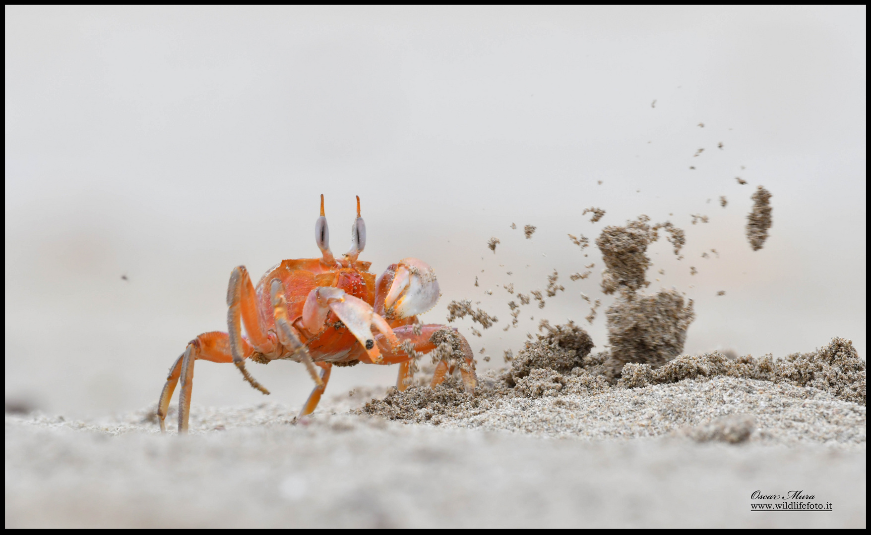 Isole Galapagos workshop fotografico https://www.wildlifefoto.it/