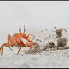 Isole Galapagos workshop fotografico https://www.wildlifefoto.it/