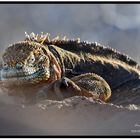 Isole Galapagos workshop fotografico Oscar Mura https://www.wildlifefoto.it/