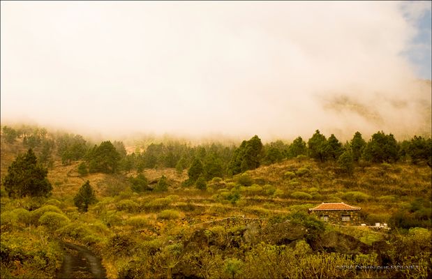 Isolée....sur les flancs du volcan..