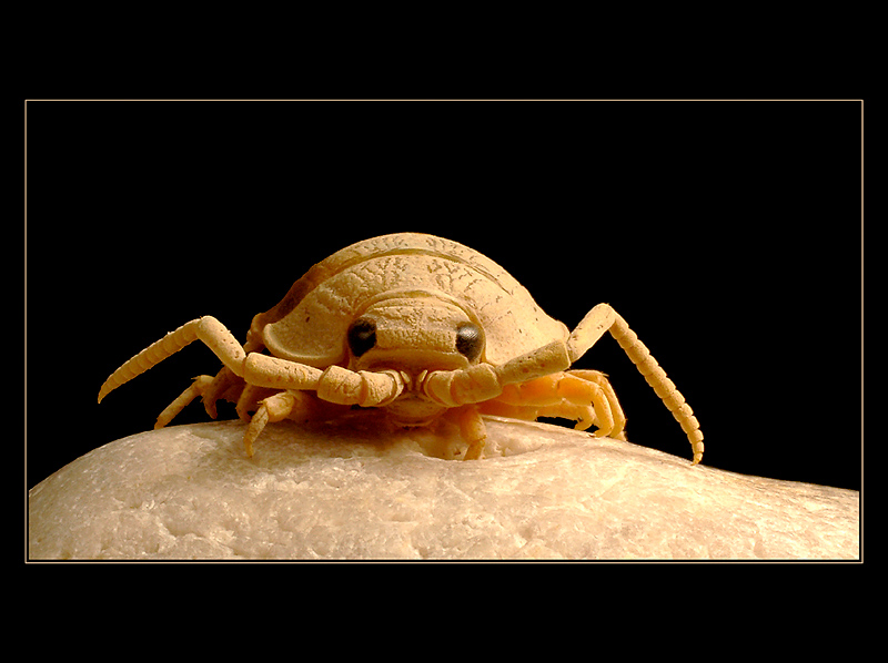 Isopod