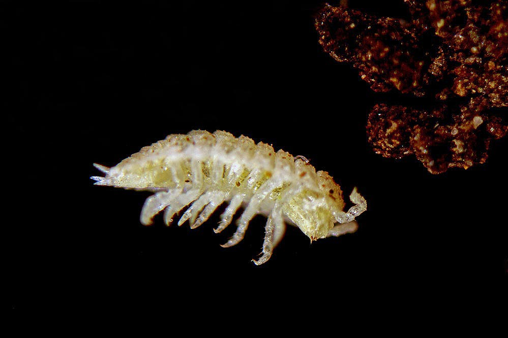 Isopoda