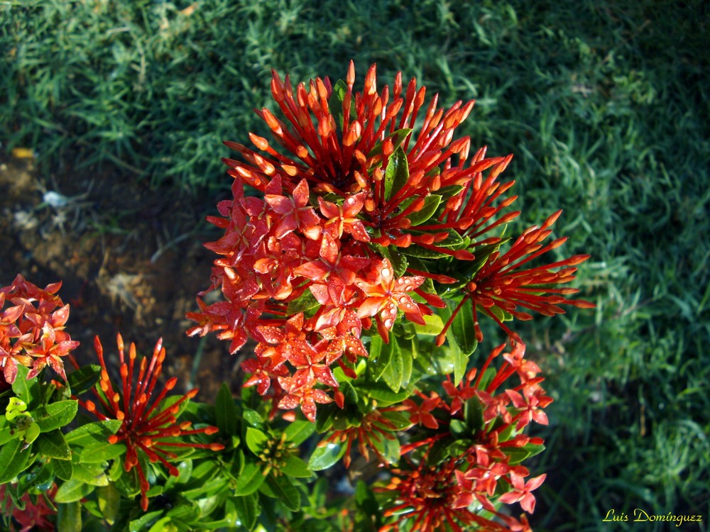 Isora Imagen &amp; Foto estaciones del año, primavera
