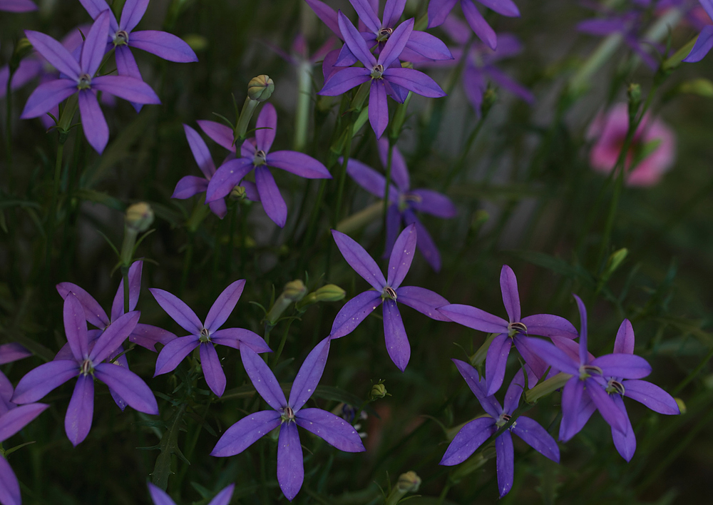 Isotoma axillaris