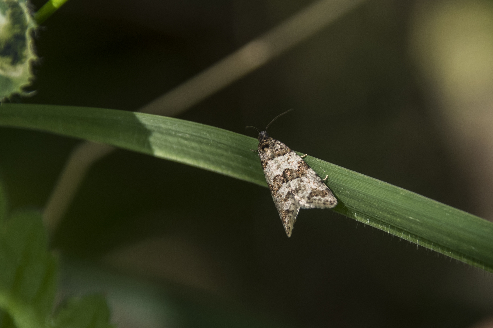 Isotrias rectifasciana