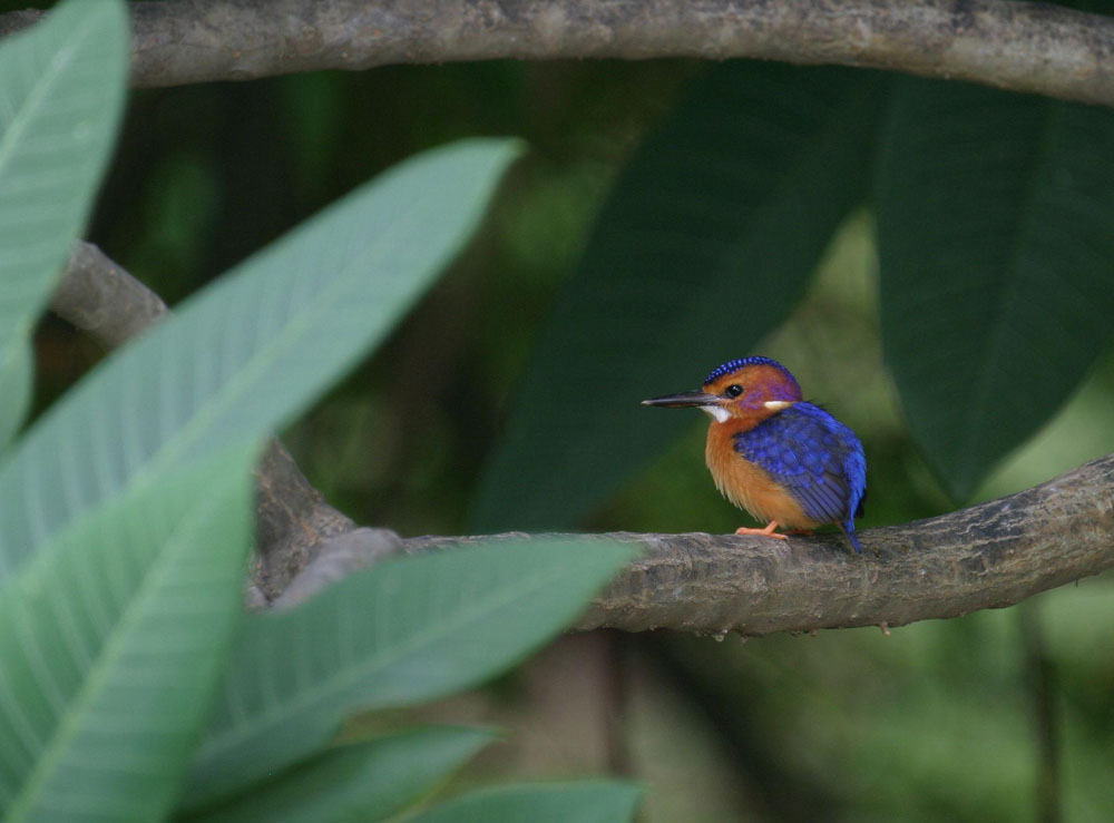 ispidina picta - african pygmy kingfisher