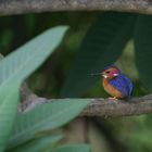 ispidina picta - african pygmy kingfisher