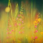 Ispirazione Monet 