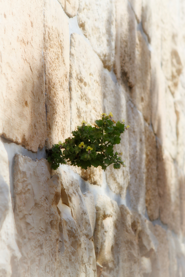 Israel, Jerusalem, Altstadtmauer:: Lebensgrundlage