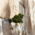 Israel, Jerusalem, Altstadtmauer:: Lebensgrundlage