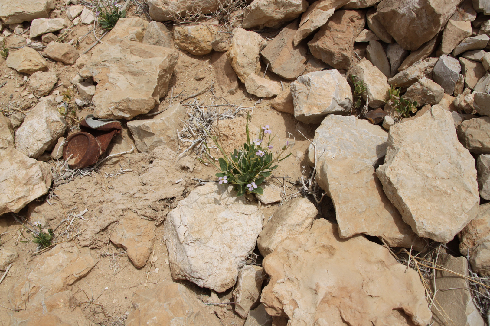 Israel - Negev - Wüstenblume