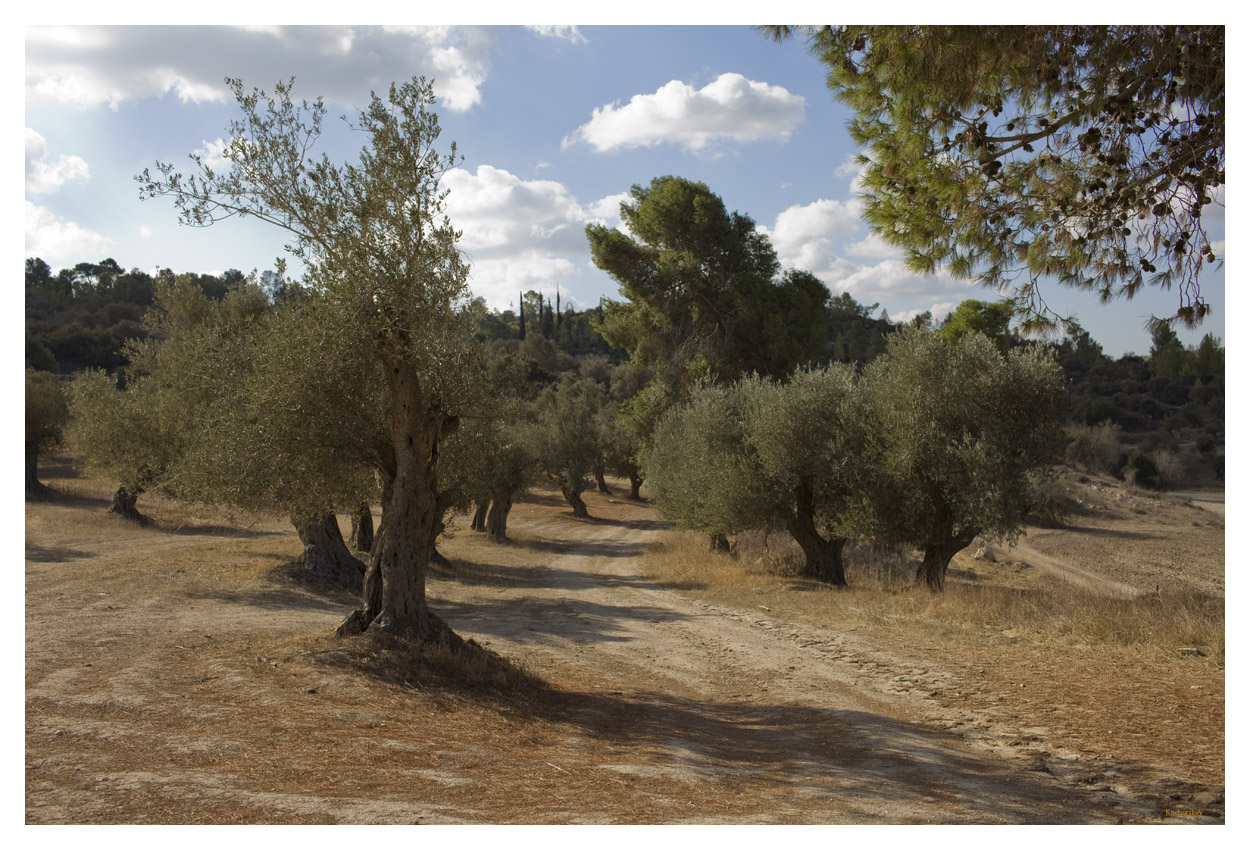 Israel Olivenbäume 1