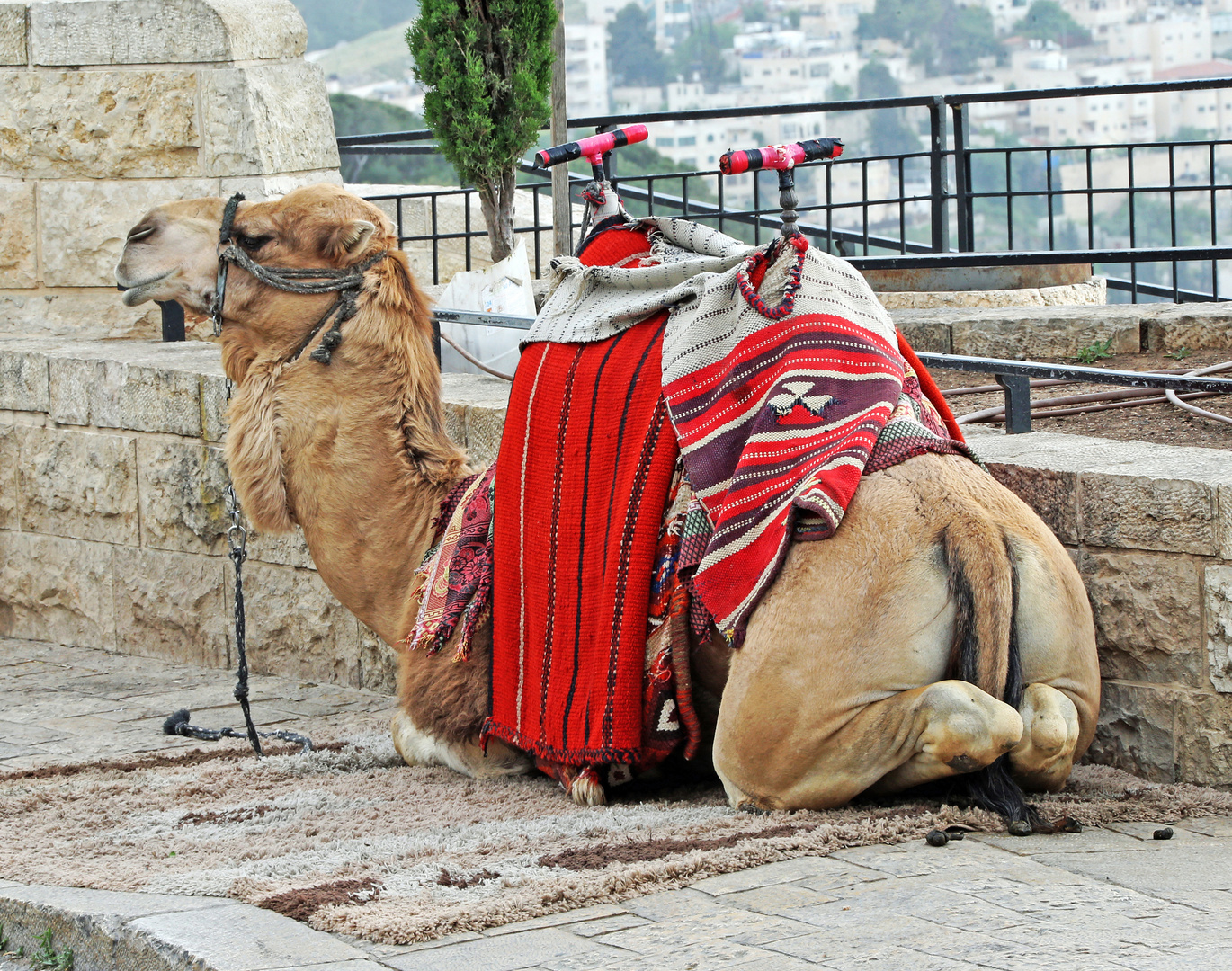 Israel - Wüstenschiff- 