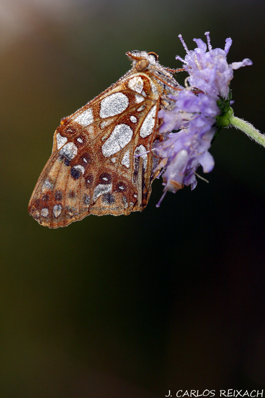 Issoria Lathonia