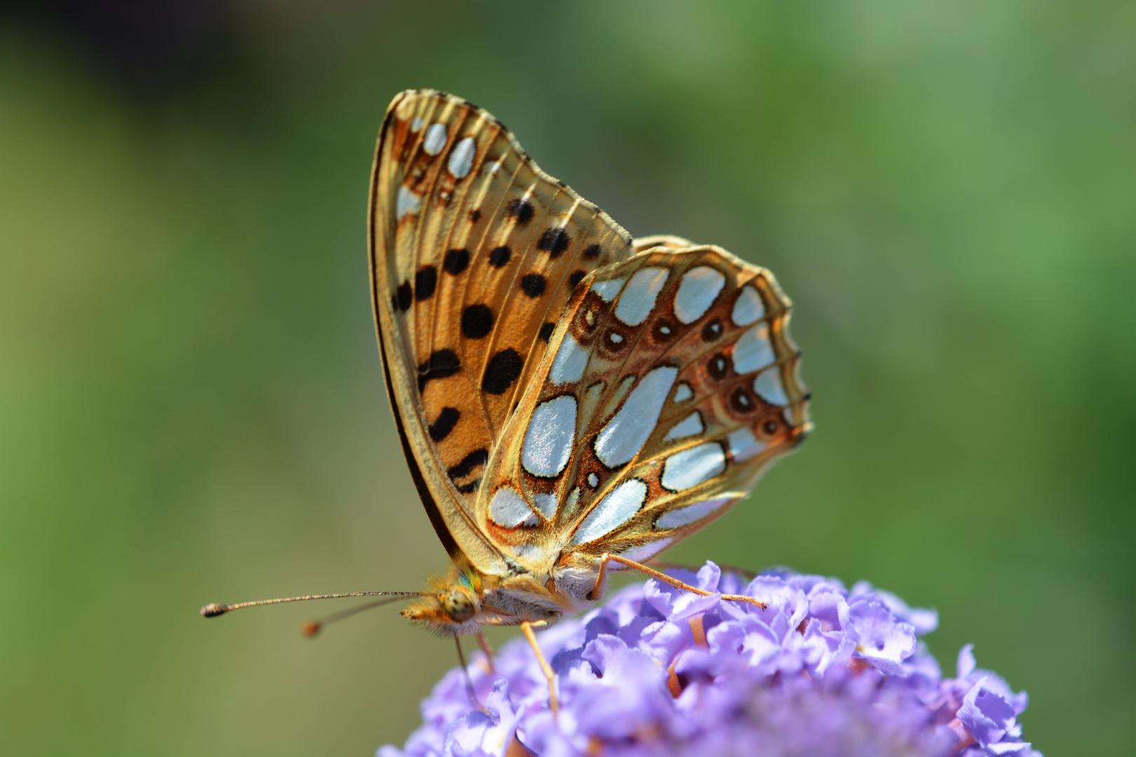 Issoria Lathonia, Kleiner Perlmutterfalter.