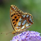 Issoria Lathonia, Kleiner Perlmutterfalter.