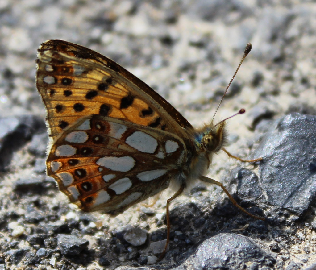 Issoria lathonia - Kleiner Perlmuttfalter