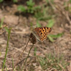 Issoria lathonia - Kleiner Perlmuttfalter (I)