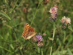 Issoria lathonia - Kleiner Perlmuttfalter (II)