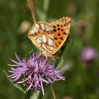 Issoria lathonia -  Kleiner Perlmuttfalter (III)