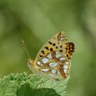 Issoria lathonia ( petit nacré )