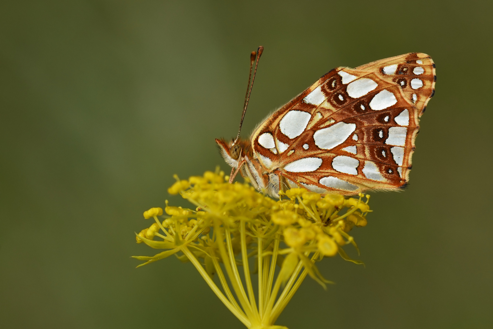 Issoria lathonia » Queen of Spain fritillary