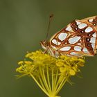 Issoria lathonia » Queen of Spain fritillary