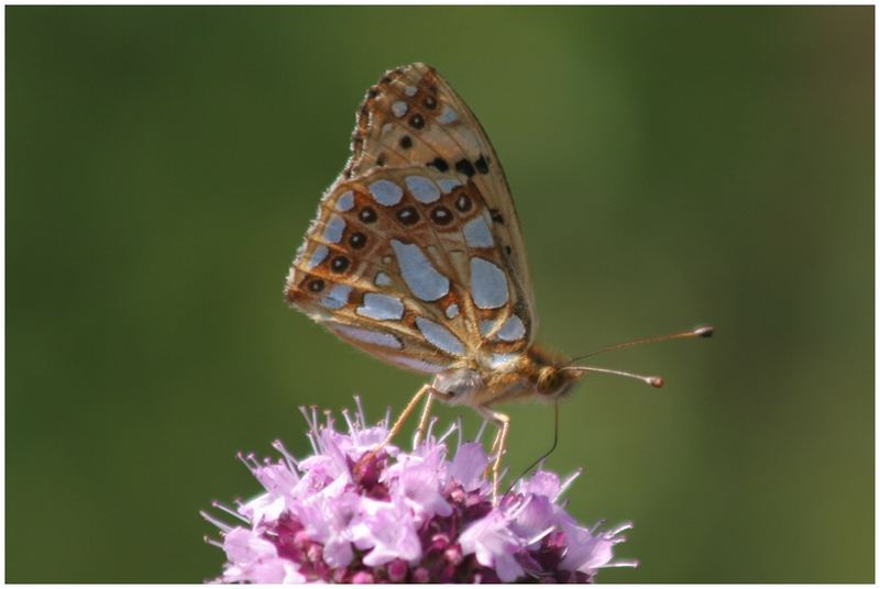 Issoria lathonia Silbriger (Kleiner) Perlmutterfalter