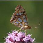 Issoria lathonia Silbriger (Kleiner) Perlmutterfalter