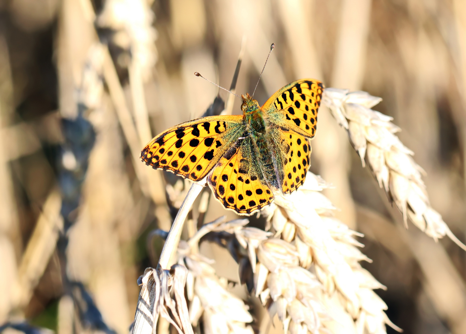 Issoria lathonia, Syn.: Argynnis lathonia