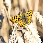 Issoria lathonia, Syn.: Argynnis lathonia