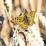 Issoria lathonia, Syn.: Argynnis lathonia