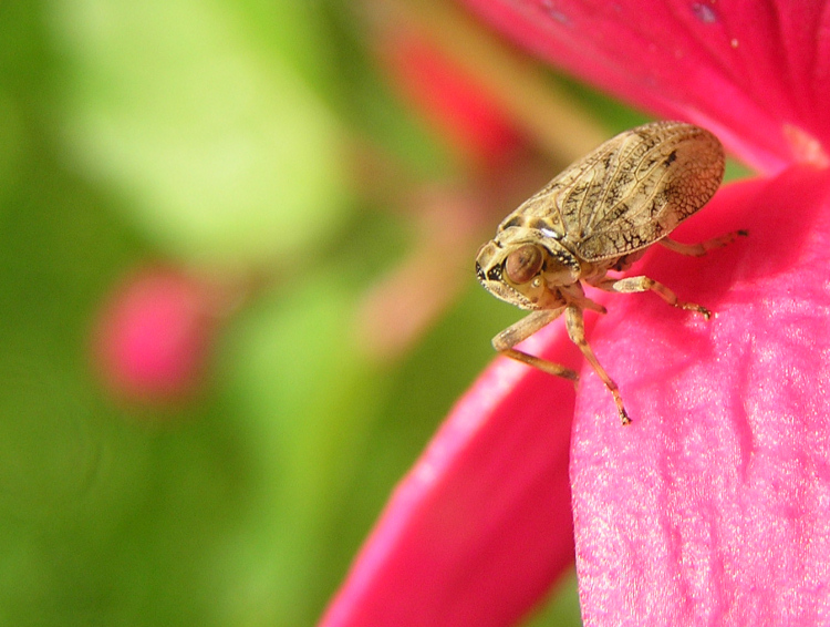 Issus coleoptratus - Zikade