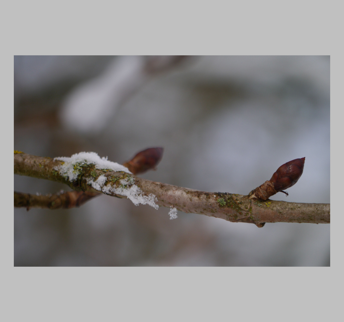 Ist auch der Frühling schon so fern...