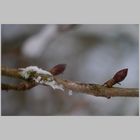 Ist auch der Frühling schon so fern...