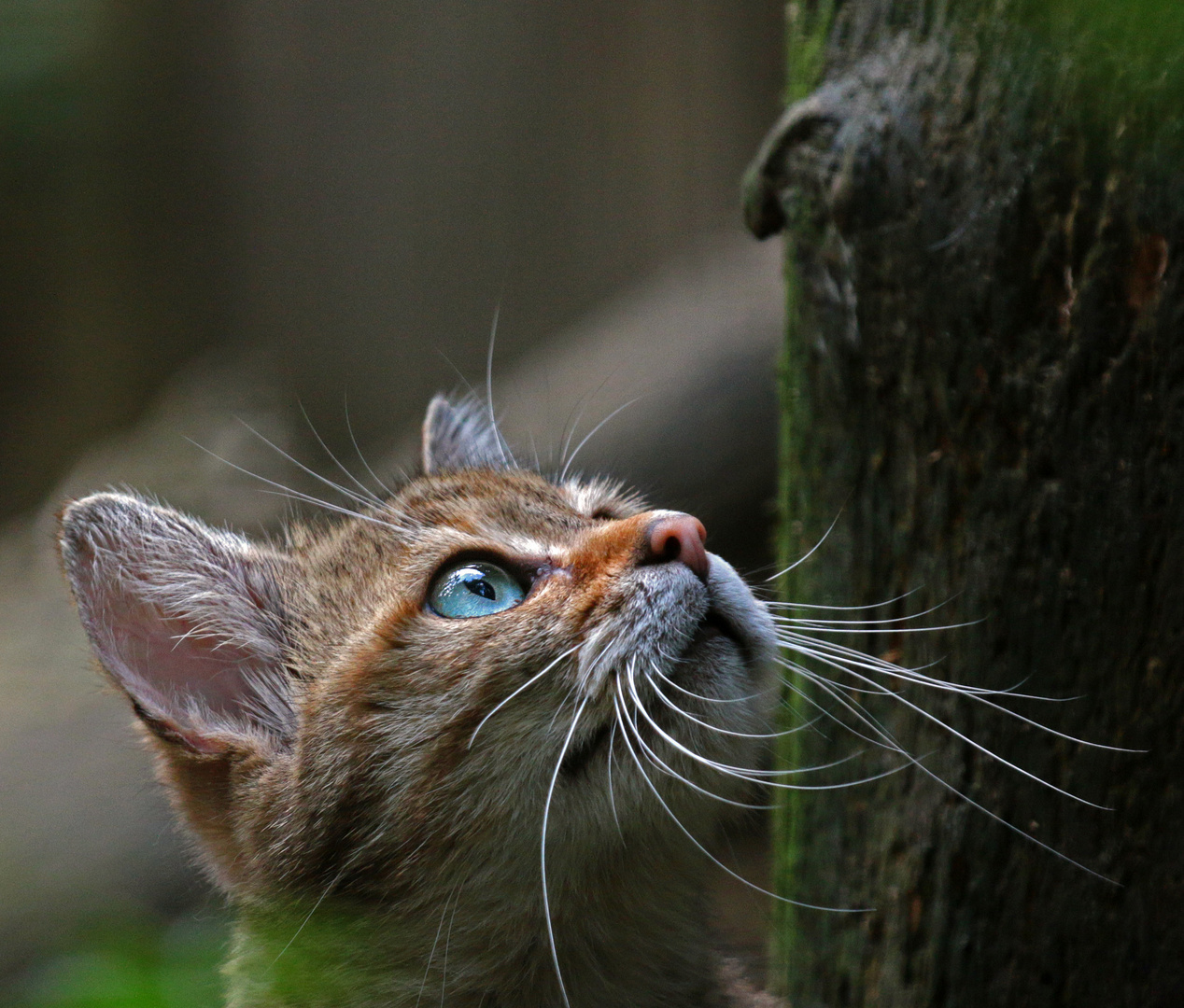 Ist da ein Vogel im Baum?