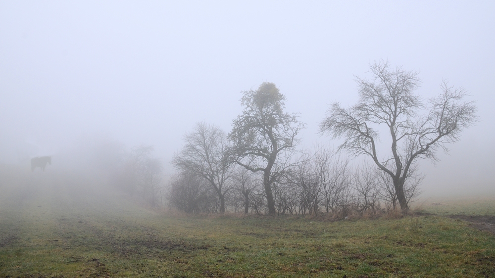 ist da noch ein Pferd im Nebel...